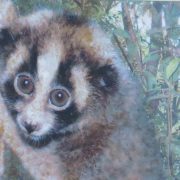 MADAGASCAR Lemur 1
